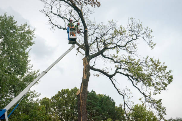 Best Tree Removal Near Me  in Emmaus, PA